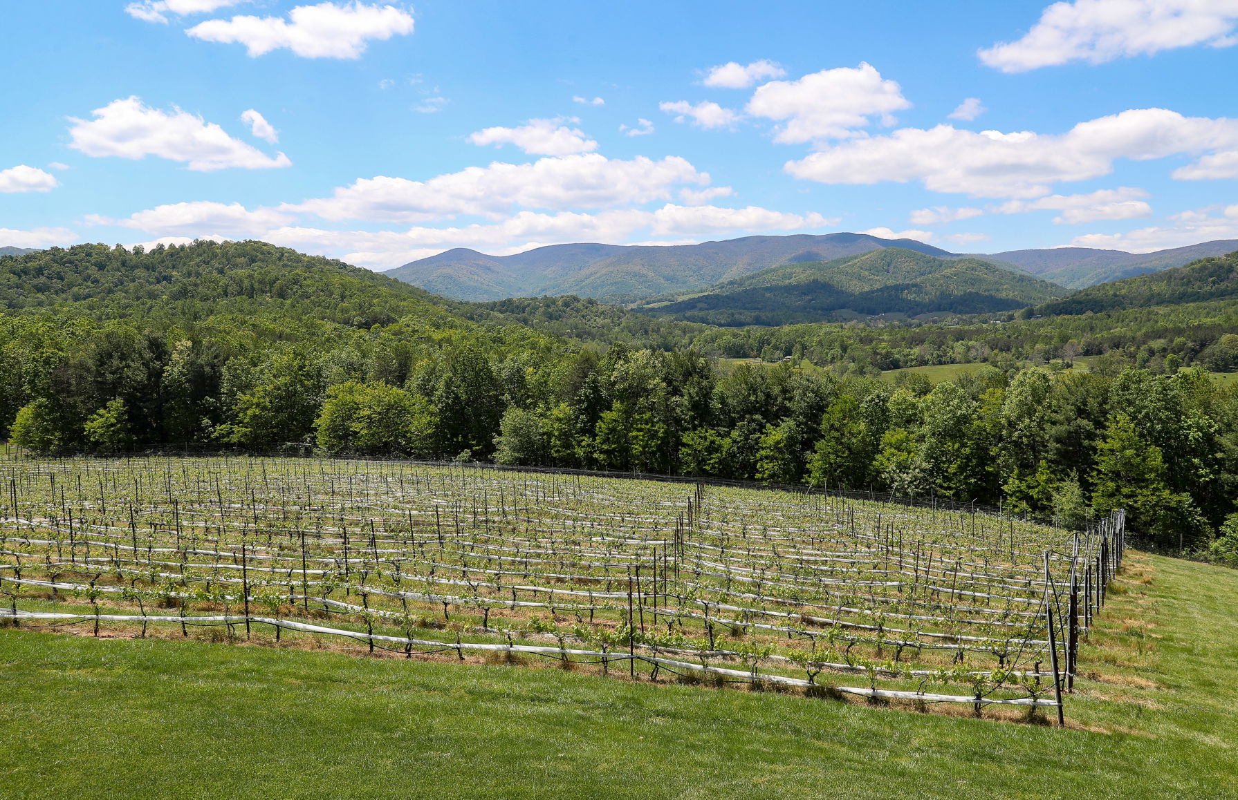 20200512_cdp_news_vineyard205.JPG